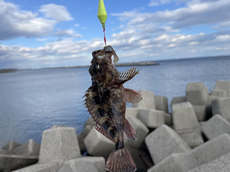 ブラクリで釣れたカサゴ