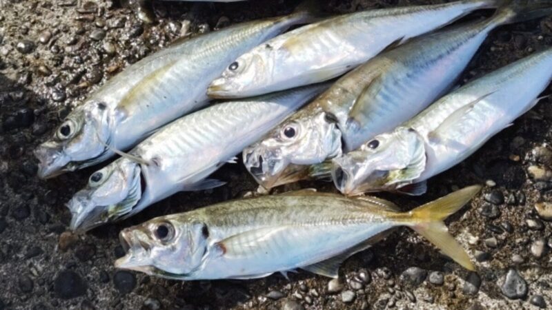 釣れたアジ