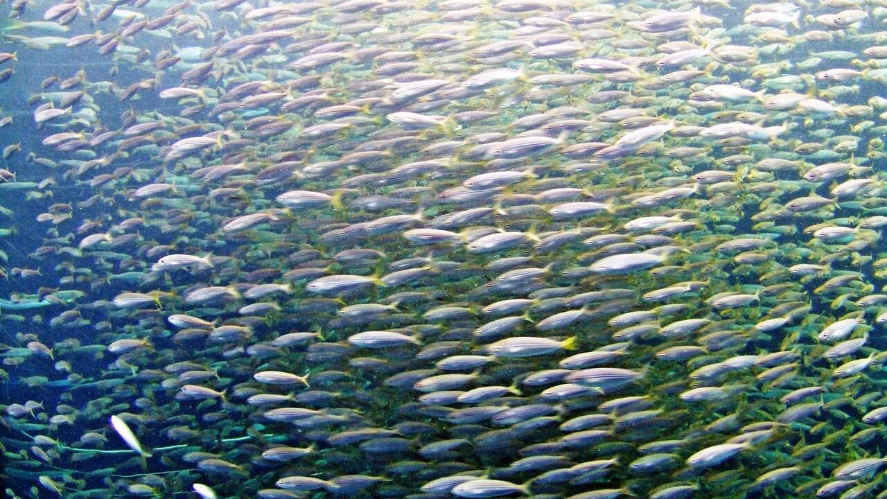 魚群